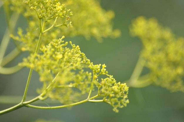 黄色い花の植物のクローズアップ