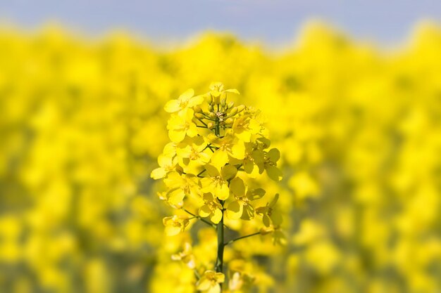 Close-up of yellow flowering plant