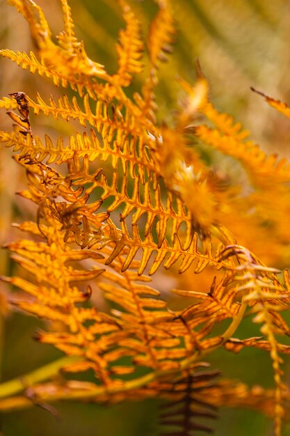 Close-up of yellow flowering plant