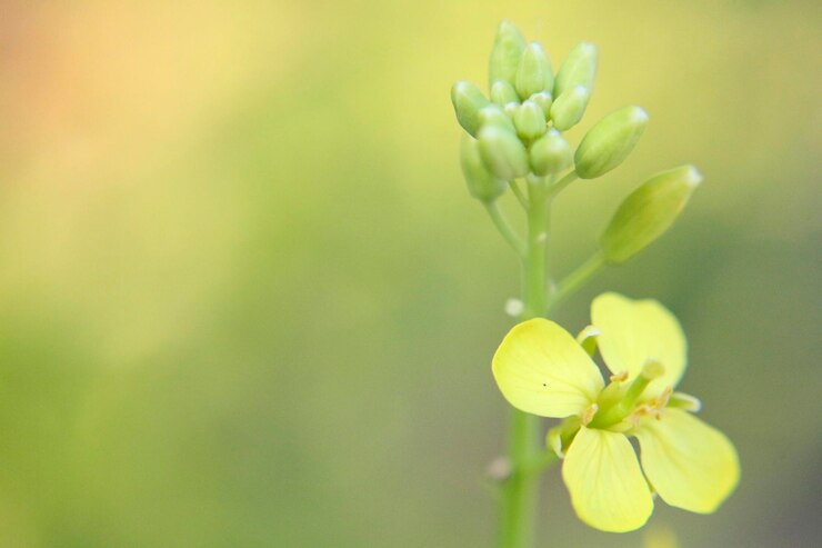 Photo 黄色い花の植物のクローズアップ