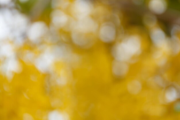 Close-up of yellow flowering plant