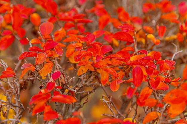 Foto prossimo piano di una pianta a fiori gialli