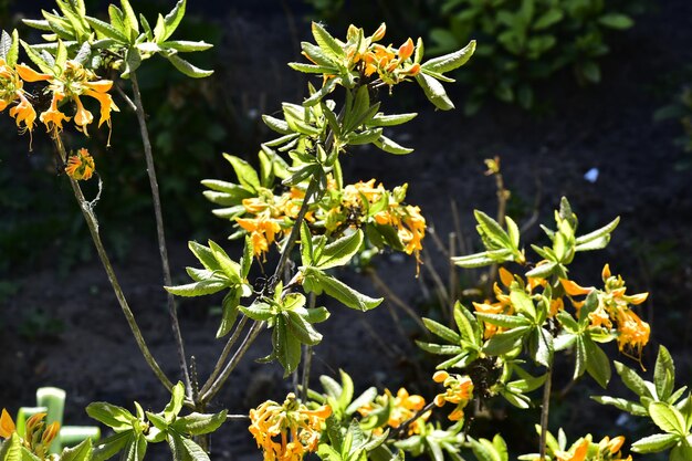 Foto prossimo piano di una pianta a fiori gialli