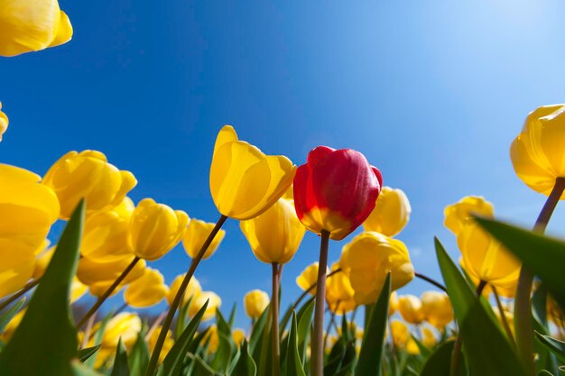 Close-up of yellow flowering plants against sky