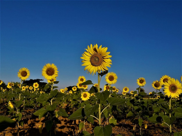 Close-up of yellow flowering plants on field against clear sky