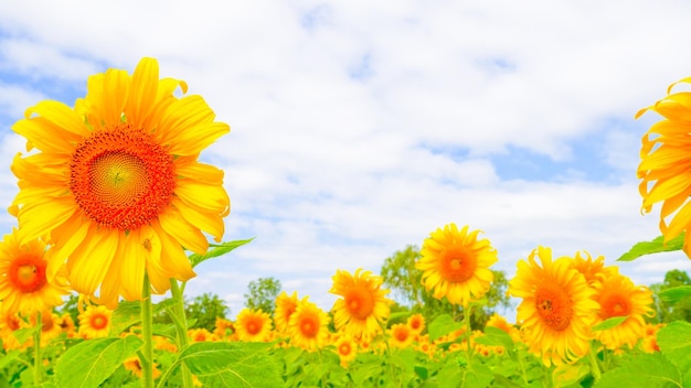 close-up of yellow flowering plants on field against cloudy sky