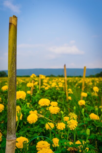 Близкий план желтых цветущих растений на поле на фоне неба