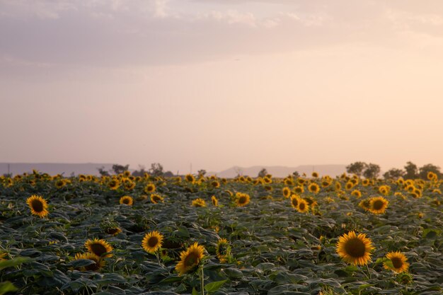 Close-up of yellow flowering plants on field against sky