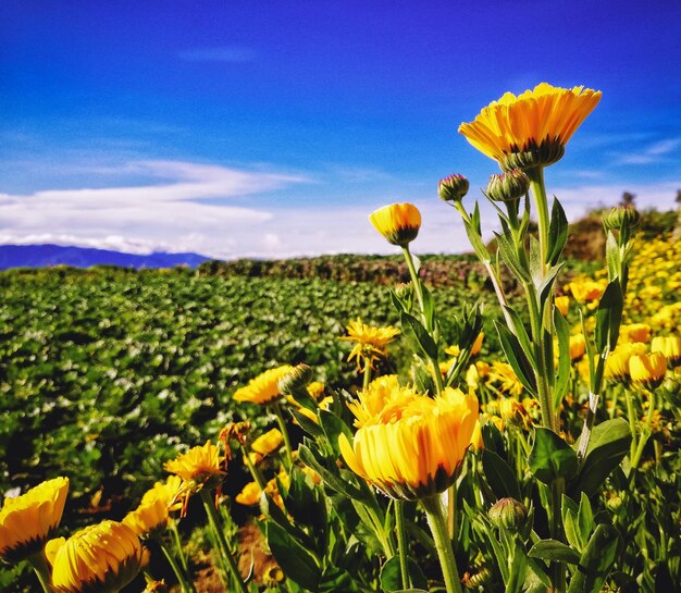 Close-up of yellow flowering plants on field against sky