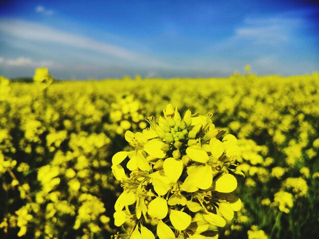 Close-up of yellow flowering plants on field against sky