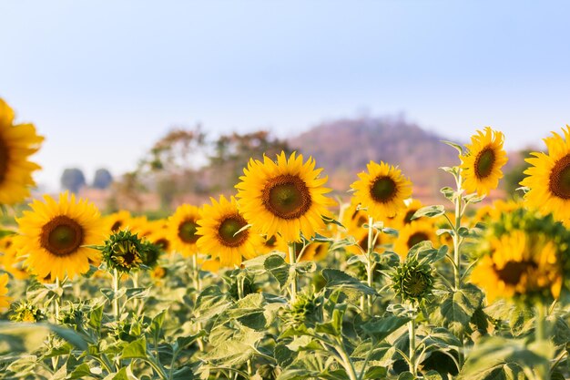 Close-up of yellow flowering plants on field against sky