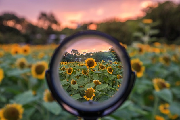 Foto close-up di piante a fiori gialli sul campo durante il tramonto