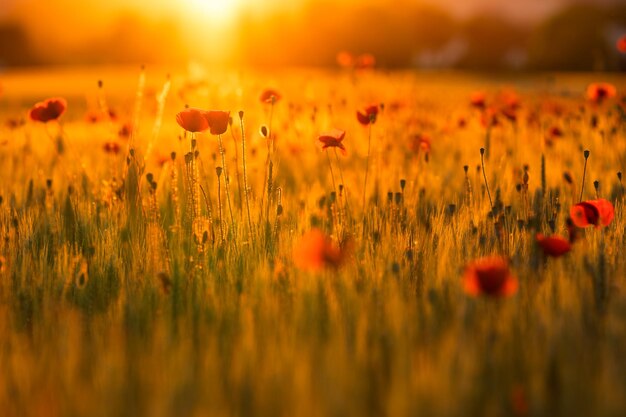 Photo close-up of yellow flowering plants on field during sunset