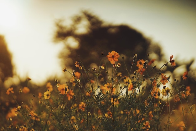 close-up of yellow flowering plants on field during sunset