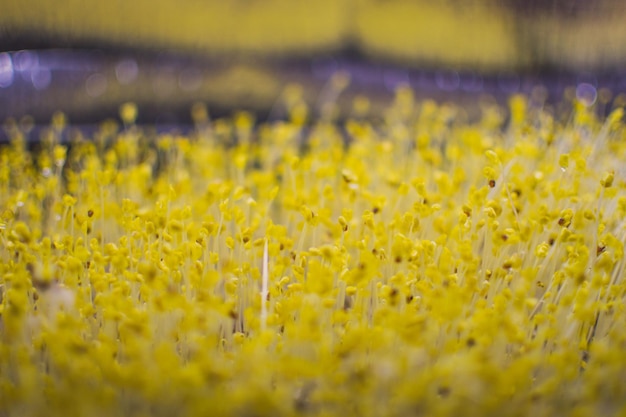 Foto close-up di piante a fiori gialli sul campo