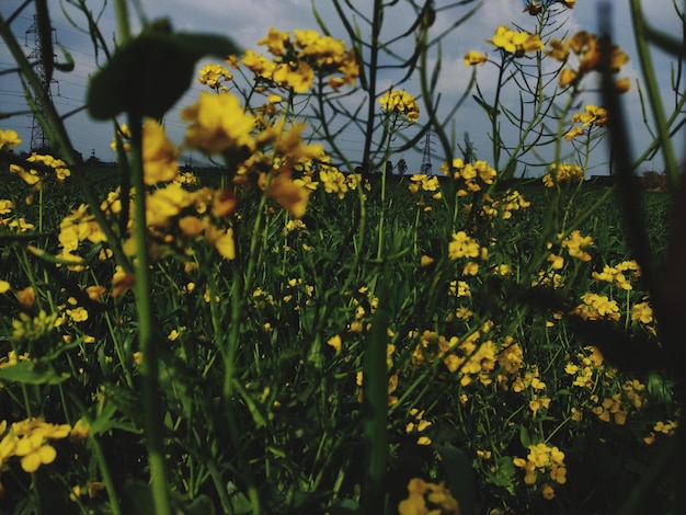 Close-up of yellow flowering plants on field