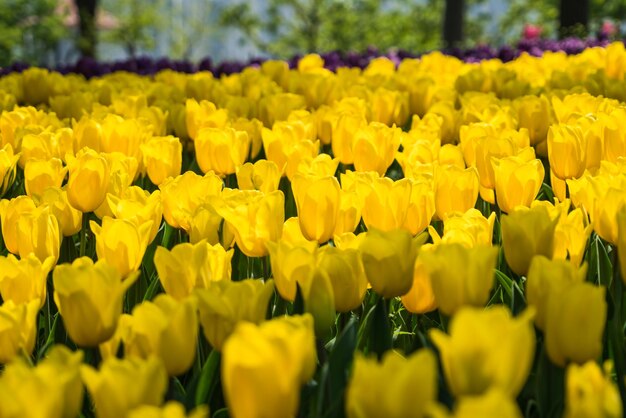 Close-up of yellow flowering plants on field