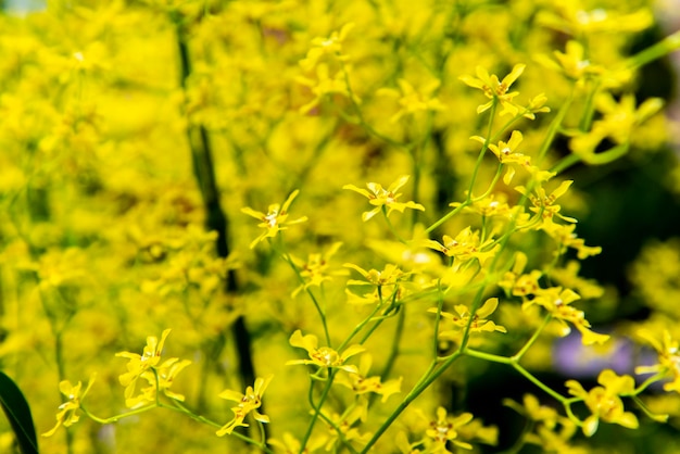 Close-up of yellow flowering plants on field