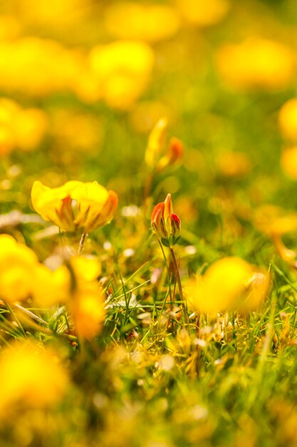 Close-up of yellow flowering plants on field