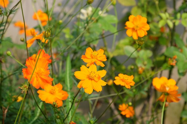 Close-up of yellow flowering plants on field