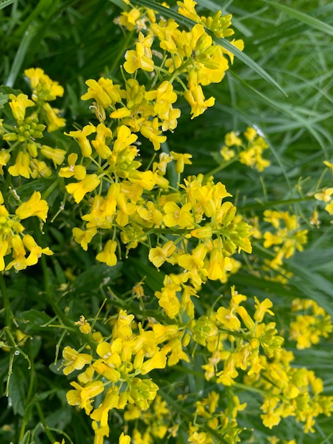 Photo close-up of yellow flowering plants on field