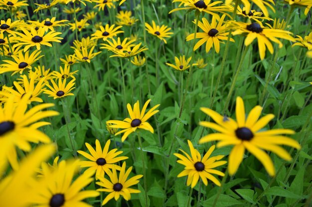 Close-up of yellow flowering plants on field