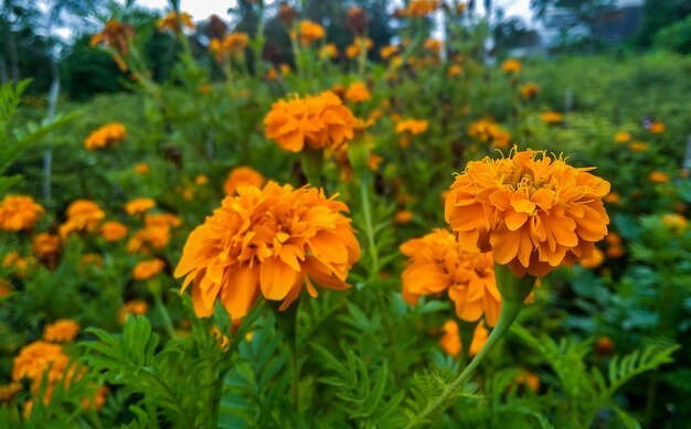 Close-up of yellow flowering plants on field