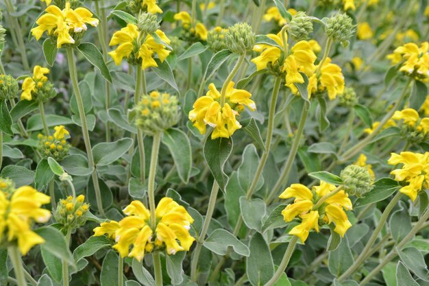 Close-up of yellow flowering plants on field