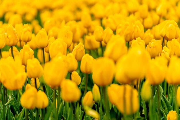 Close-up of yellow flowering plants on field