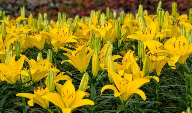 Close-up of yellow flowering plants on field