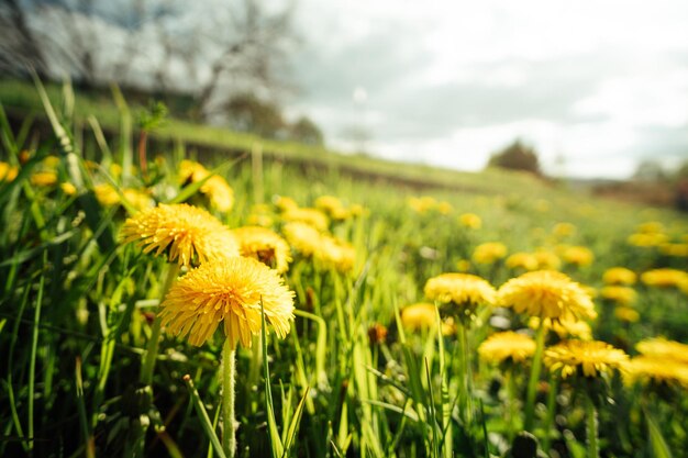 Foto close-up di piante a fiori gialli sul campo