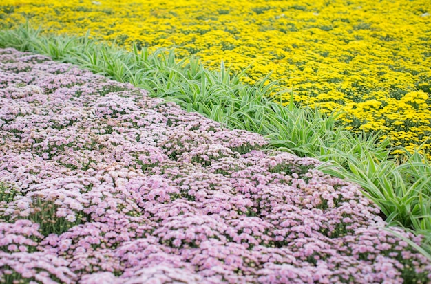 野原で黄色い花を ⁇ かせる植物のクローズアップ