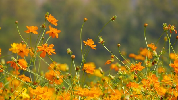 畑の黄色い花の植物のクローズアップ