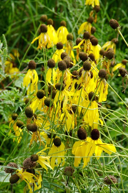 Close-up of yellow flowering plants on field