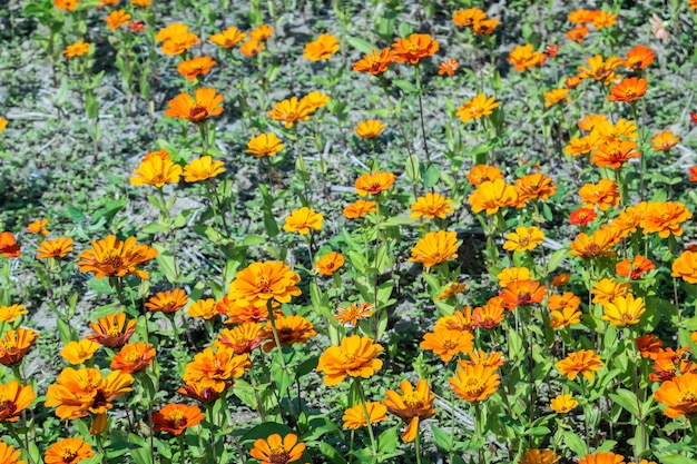 Photo close-up of yellow flowering plants on field