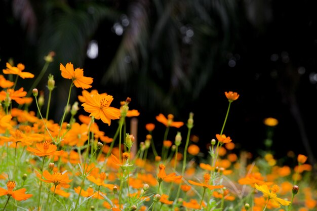 Close-up of yellow flowering plants on field