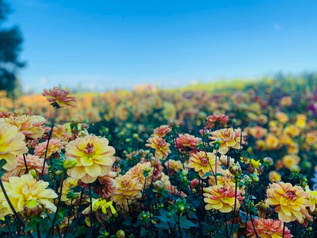 Close-up of yellow flowering plants on field