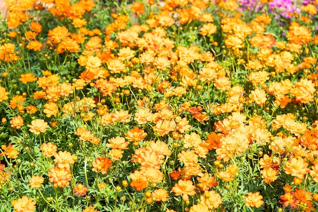 Foto close-up di piante a fiori gialli sul campo