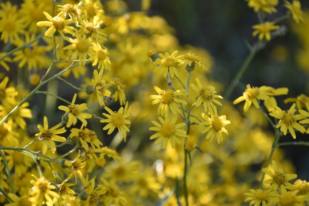 Близкий план желтых цветущих растений на поле