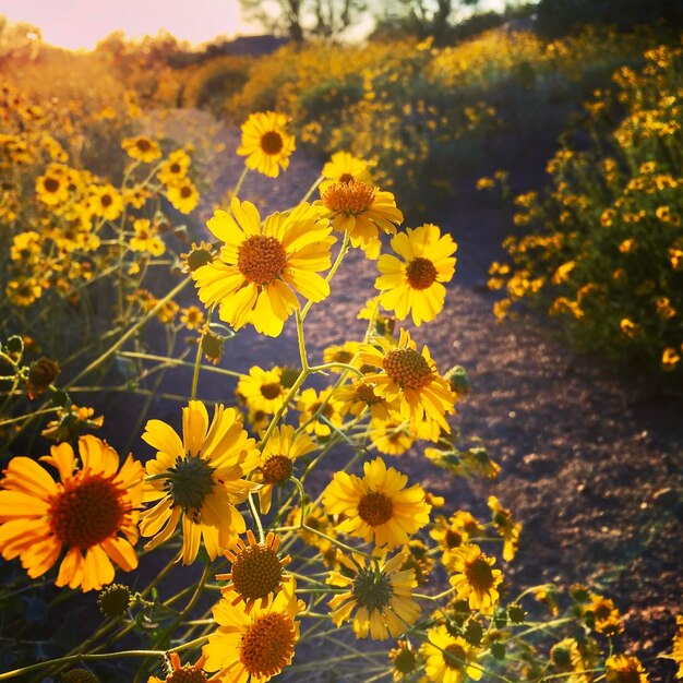 Close-up of yellow flowering plants on field