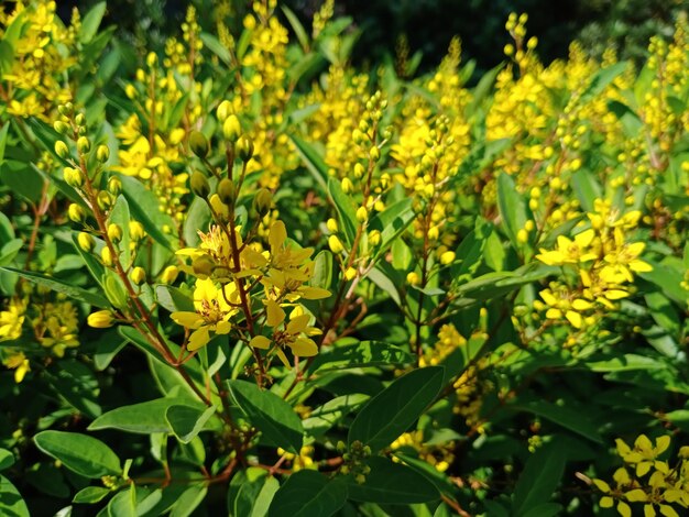 Photo close-up of yellow flowering plants on field