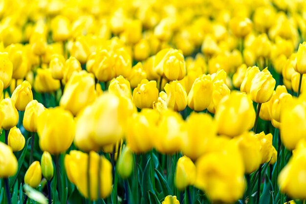 Close-up of yellow flowering plants on field