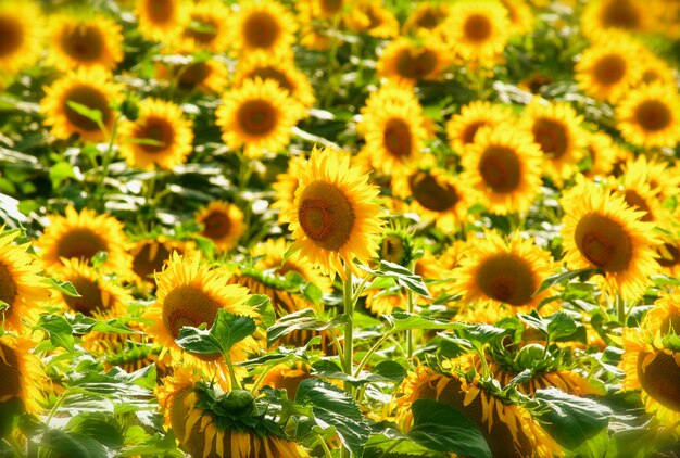 Close-up of yellow flowering plants on field