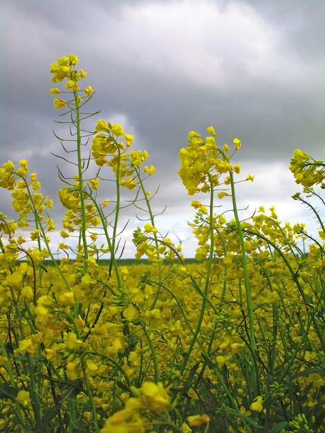 Close-up of yellow flowering plants on field