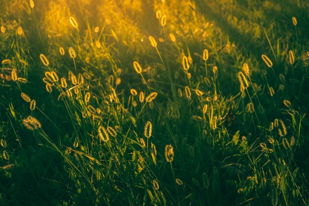 Photo close-up of yellow flowering plants on field