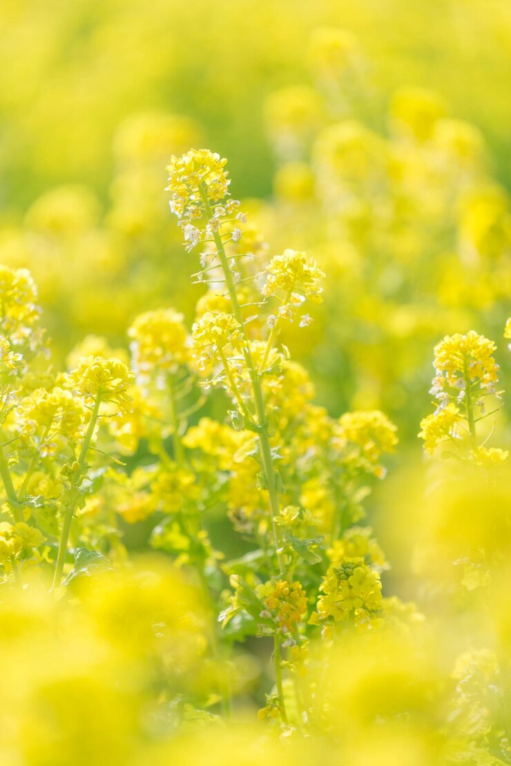 Photo 畑の黄色い花の植物のクローズアップ