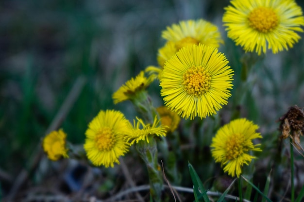 Photo close-up of yellow flowering plants on field