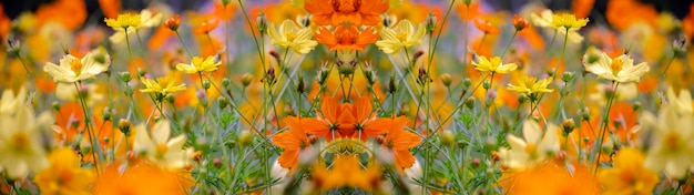 Close-up of yellow flowering plants on field