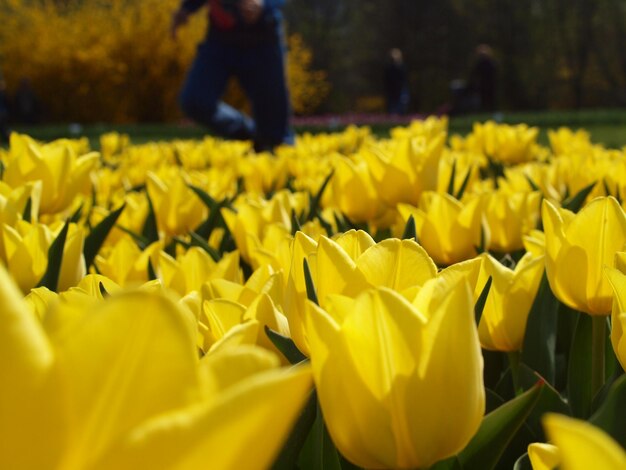 Close-up of yellow flowering plants on field