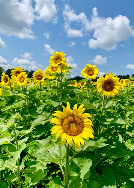 Foto close-up di piante a fiori gialli sul campo